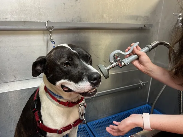 Chow Hound Pet Supplies