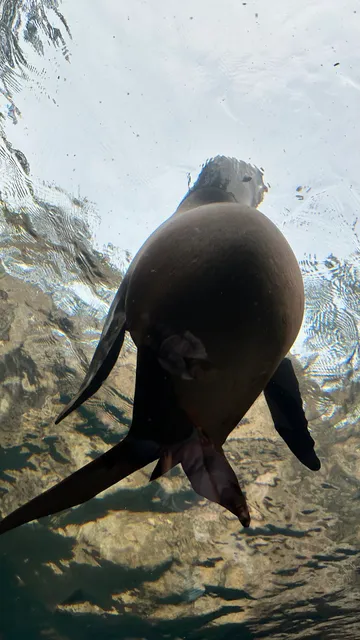 Houston Zoo