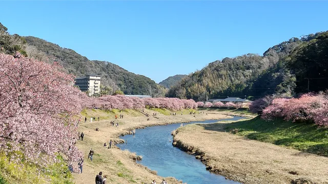 Festival of cherry blossom and rapa flowers in Southern Izu