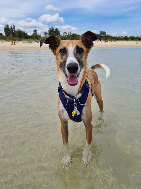 Seaford (Keast Park) Off-Leash Dog Beach