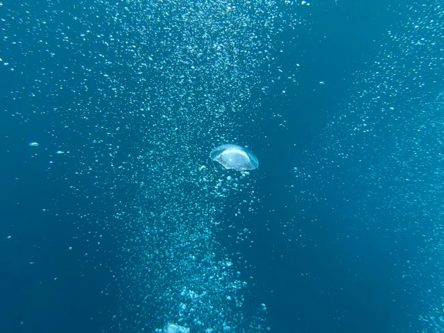 Moalboal Sardines Run