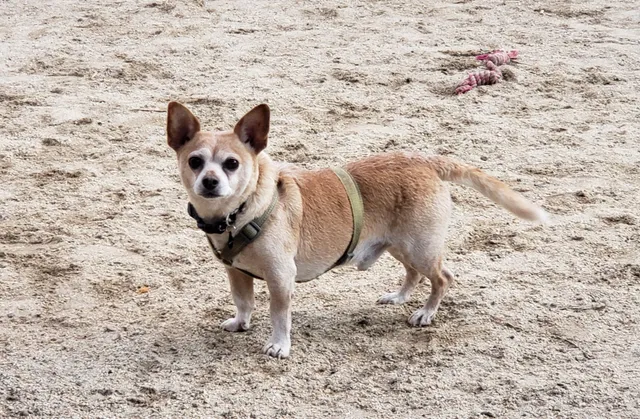 Eureka Valley Dog Play Area