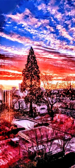 Massive Redwood ("Portland's Favorite Tree")