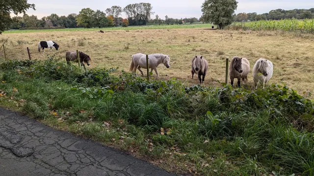 Apartments for beech