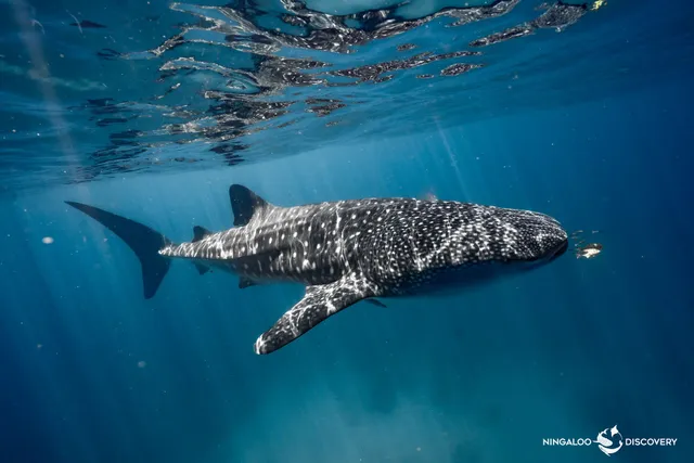 Ningaloo Discovery Whale Shark Tours