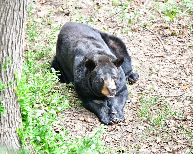 Bear Hollow Wildlife Trail