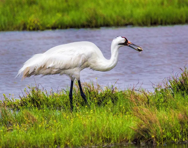 Rockport-Fulton Chamber of Commerce & Visitors Center