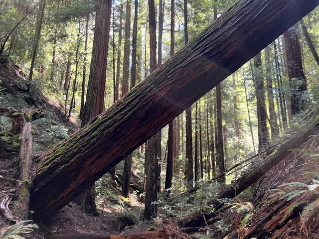 Chamberlain Creek Waterfall Trailhead