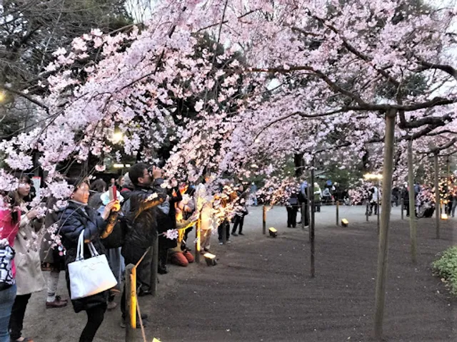 The Great Mother Weeper Cherry Tree
