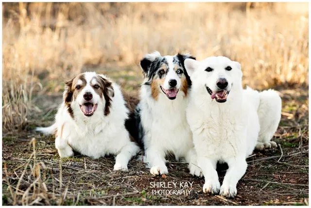 Buddy's Dog School, Inc