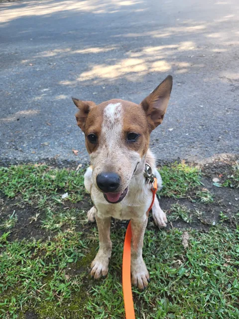 Rhea County Animal Shelter