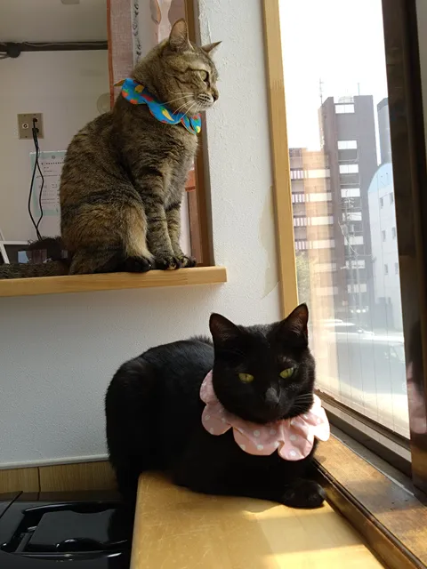 保護猫カフェ にゃんこTo