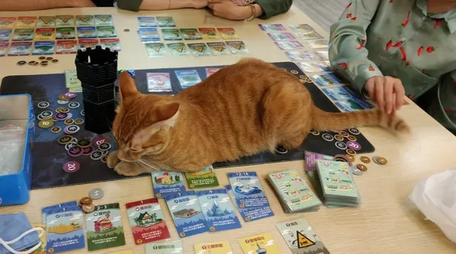 喬桌遊【桌遊娛樂/室內娛樂/活動包場/劇本遊戲/可愛貓咪/寶可夢卡牌】