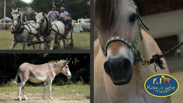 Ray of Light Farm Inc