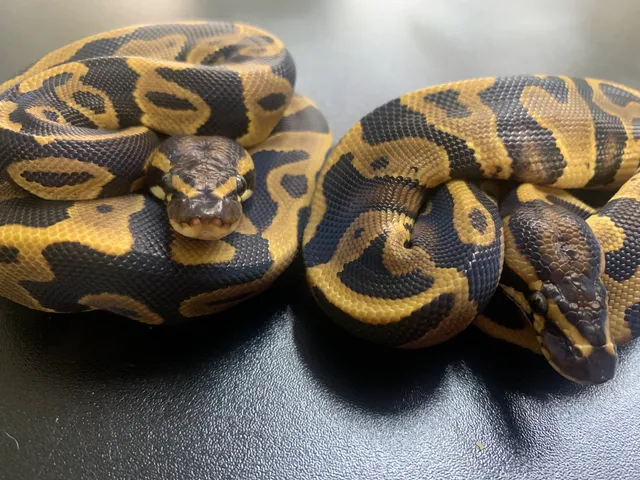 Reigning Reptiles and Exotic Pet Supply