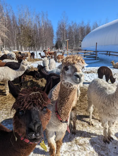 Alpagas du Domaine Poissant Inc