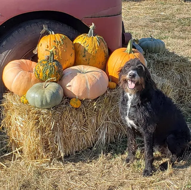 Scholls Ferry Farm Pumpkin Patch