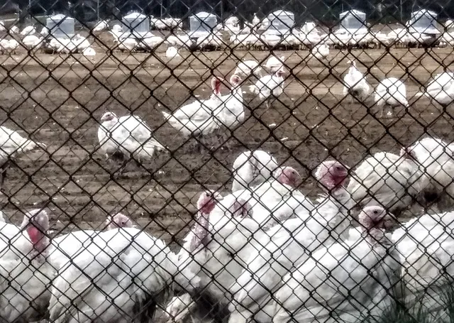 Ropertis Turkey Farm