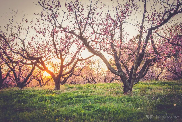 Grier Peach Orchard