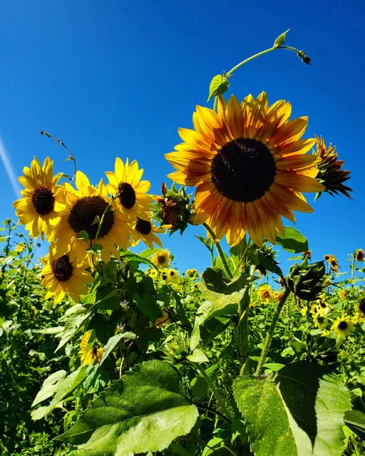 Apple House & Owenby Orchards