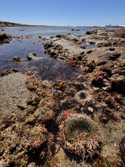 Carlsbad Tide Pool