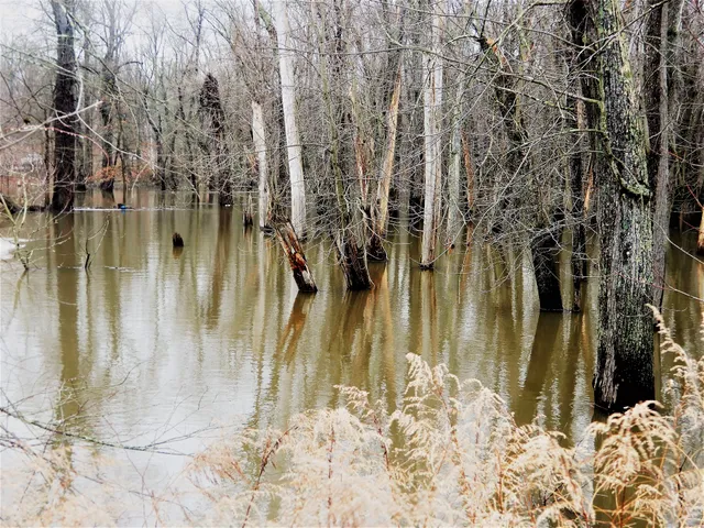 Central Valley Wetlands