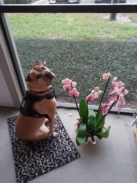 Hiawassee & Clarcona-Ocoee Pet Hospital, LLC