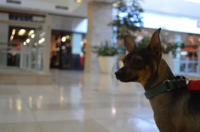 AAWL Chandler Adoption Center