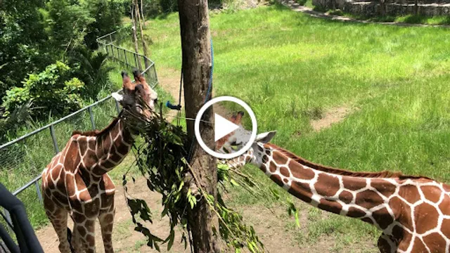 Pizzeria Michaelangelo