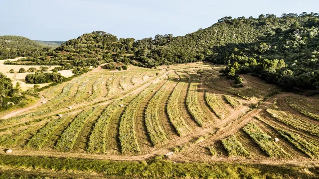 Son Felip i Algaiarens - Finca Regenerativa y Rutas a caballo