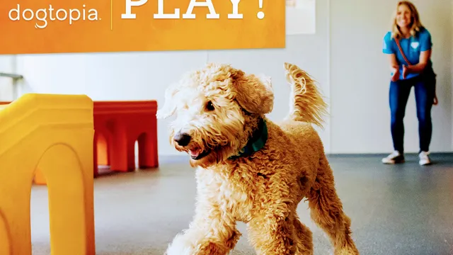 Dogtopia of Maplewood