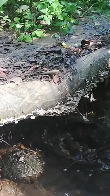 Cabañas Real del Pacifico