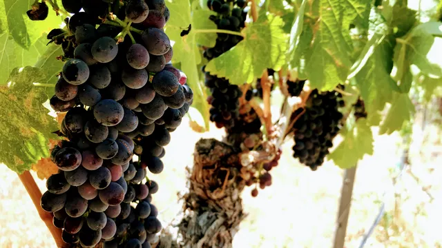 Oak Creek Vineyards & Winery