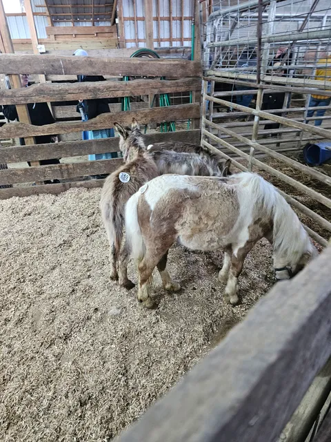 Lebanon Valley Livestock Market