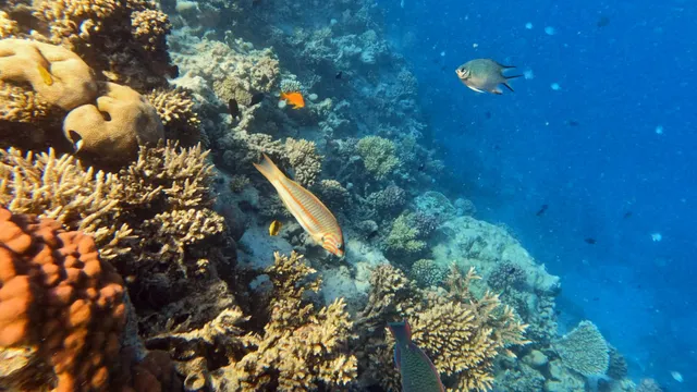 Arabia Azur Resort Coral Reef