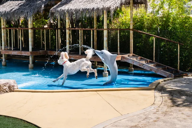 Paradise Ranch Pet Resort