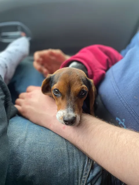 Sedro-Woolley Veterinary Clinic