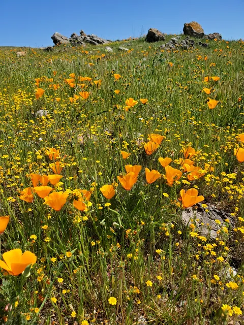 Máyyan 'Ooyákma – Coyote Ridge Open Space Preserve