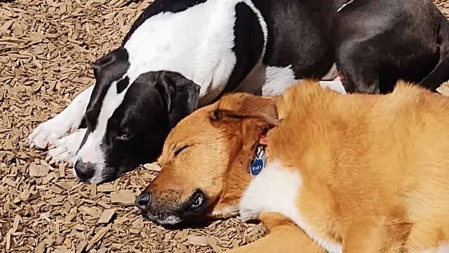 Salty Dog Hound Lounge