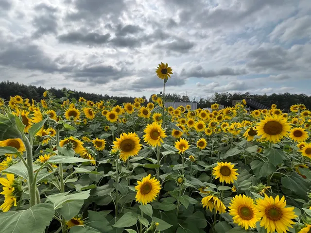 Armstrong Artisan Farm