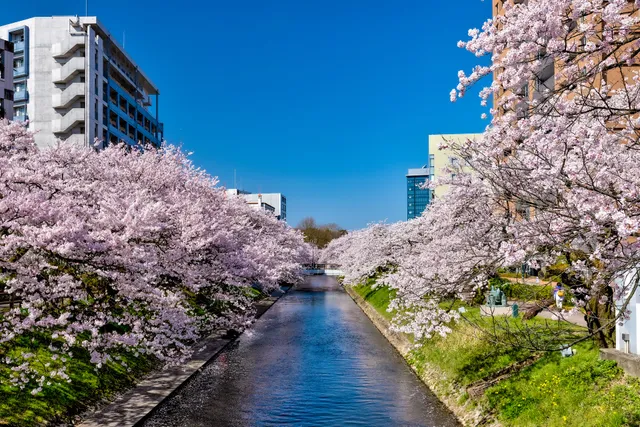 Matsukawa River Cherry Blossoms