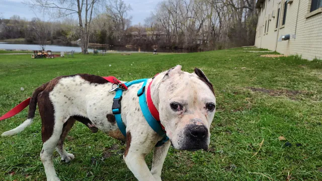 Carver Scott Humane Society