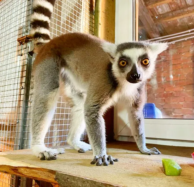 Mini Zoo Hacjenda Alpaka