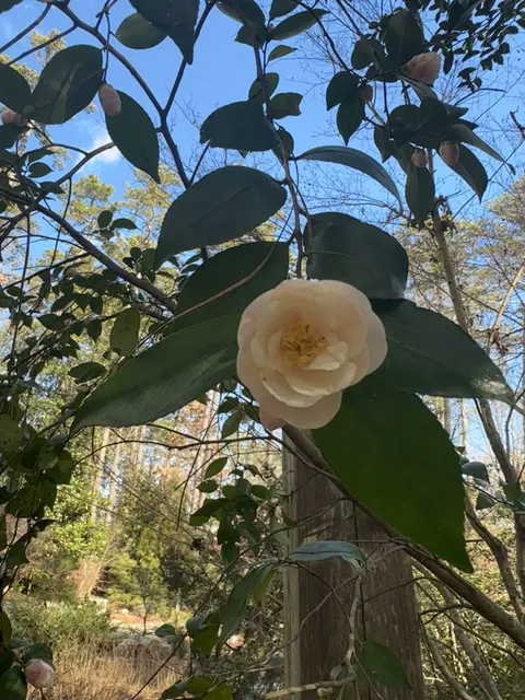 Sarah P. Duke Gardens