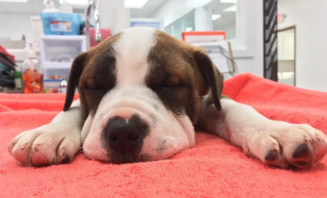 Precision Veterinary