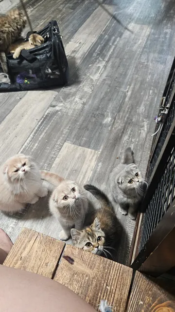 Elias Cattery Cat Cafe