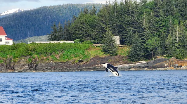 Alaska Shore Excursions