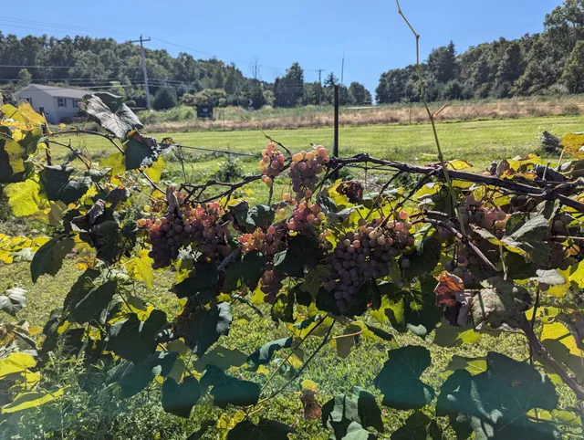 Ransom Ridge Winery and Cidery