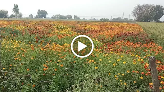 Kushagra Lounge Bars