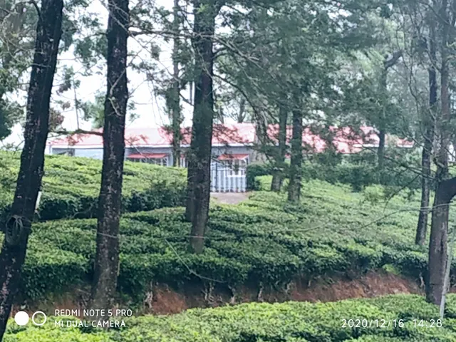 Waterfall Tea Estate